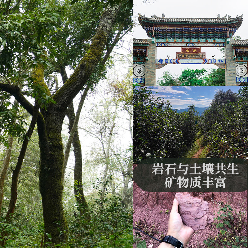 古寨春纪念饼2024头春生普洱茶生茶叶云南古树茶易武拼配茶饼,淘宝优惠券,粉丝福利购,淘宝优惠卷