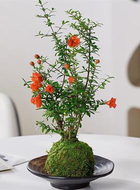 石榴花苔藓球吸甲醛美观盆