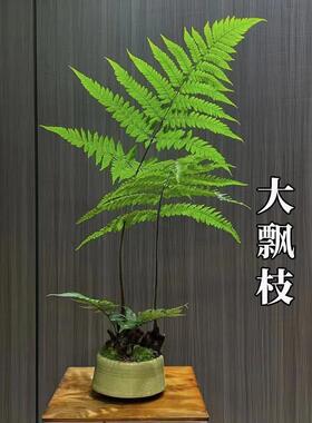 蕨类植物苔藓球水培四季小