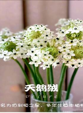 种球伯利恒之星虎眼万年青