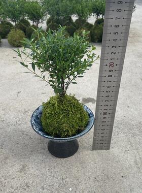 苔藓球植物小叶赤楠耐寒耐