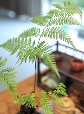 苔藓球蕨类植物红磷蕨盆栽