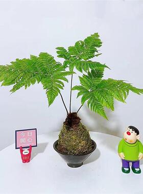 红磷蕨类植物苔藓球一叶蕨