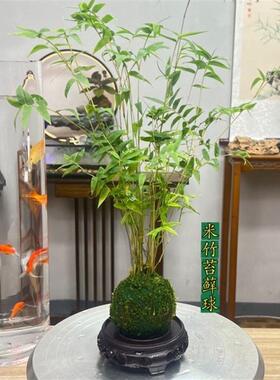 水培米竹苔藓球观音竹凤尾