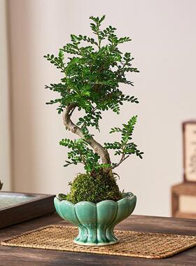 老桩清香胡椒木盆栽苔藓球