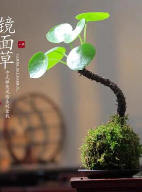 苔藓球镜面草清雅书房茶桌
