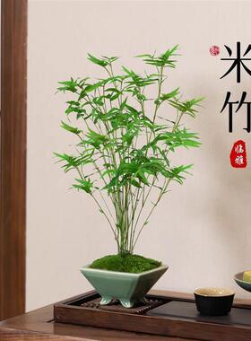 水培苔藓球米竹凤尾竹微观