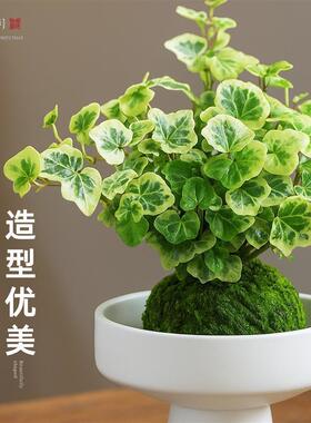 雪莹常春藤水培植物青藤盆