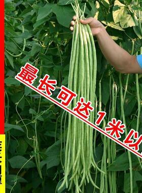 长豆角种子特长摘不完高产