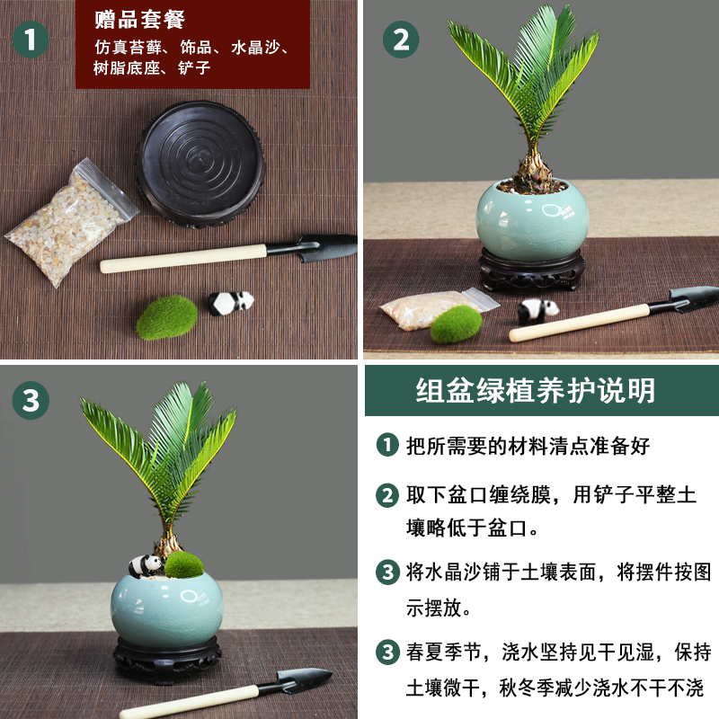 铁树小盆景室内四季常青桌面绿植苏铁植物桌面茶盘微盆景小摆件 - 图0