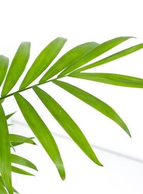袖珍椰子/室内小盆栽植物