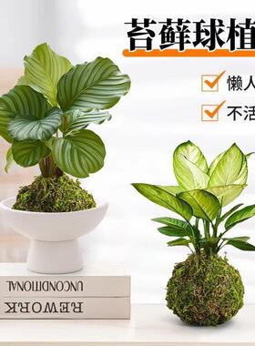 苔藓球水培植物铂金钻客厅