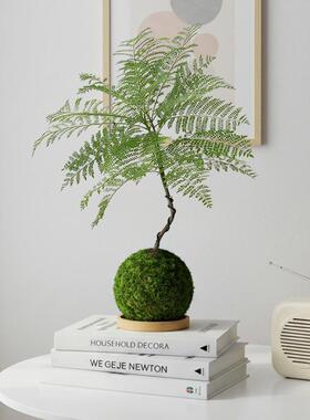 蓝花楹苔藓球造型盆景室内