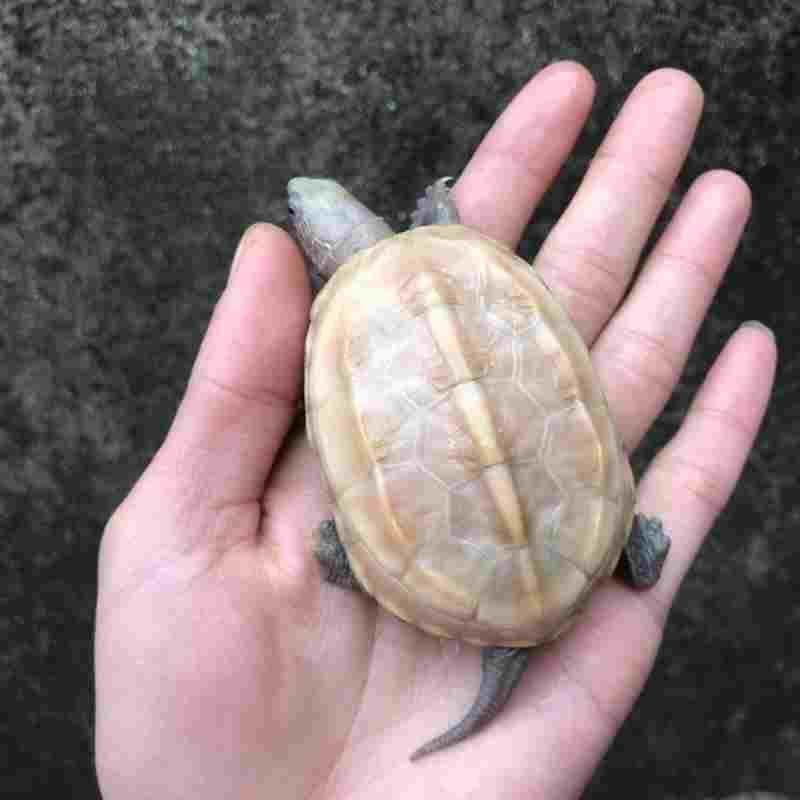 白玉龟顶墨龟全黑小乌龟活体宠物外塘深水龟情侣一对观赏白化草龟,淘宝优惠券,粉丝福利购,淘宝优惠卷