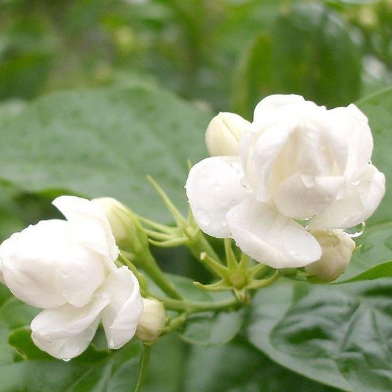 妈妈时尚2022年春秋季新款短风衣 雨婵中老年女装