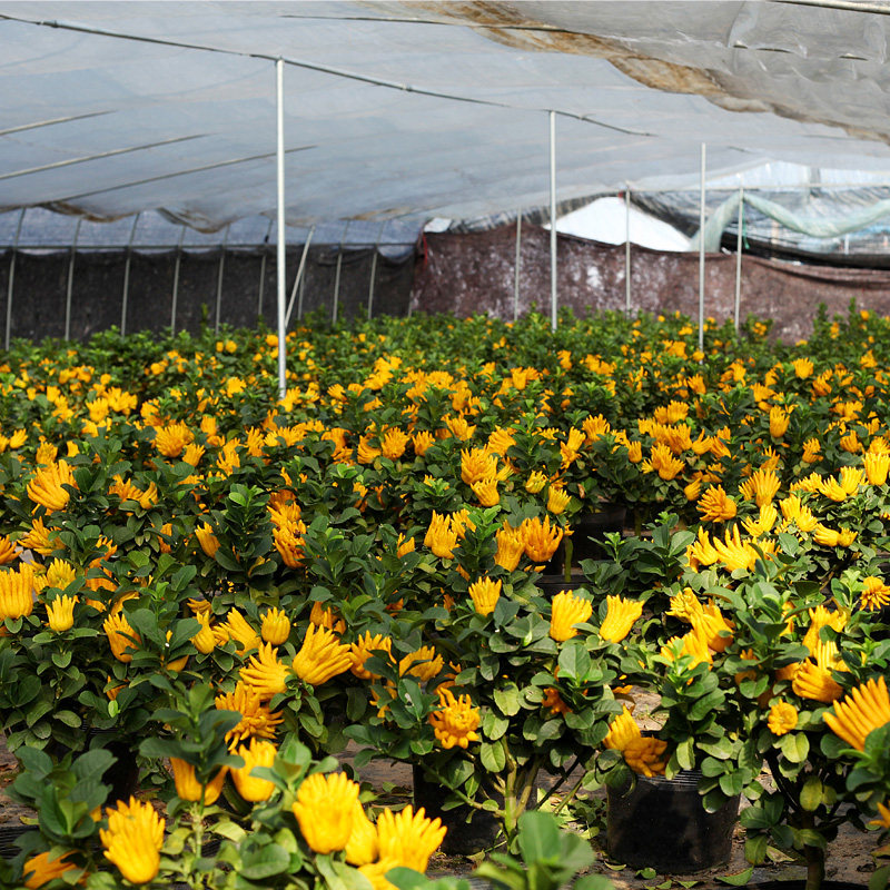 金华佛手小果品种千指佛手佛手盆栽观赏雅致