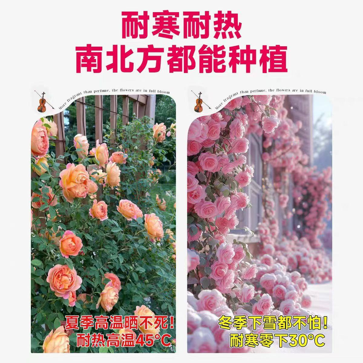 蔷薇藤本月季花苗特大花浓香型庭院爬藤四季盆栽阳台玫瑰爬墙植物,淘宝优惠券,粉丝福利购,淘宝优惠卷