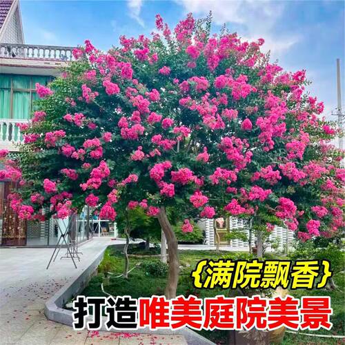 红紫薇树苗庭院花卉大苗植物室外红紫薇花苗别墅绿化盆栽多季开花 - 图2