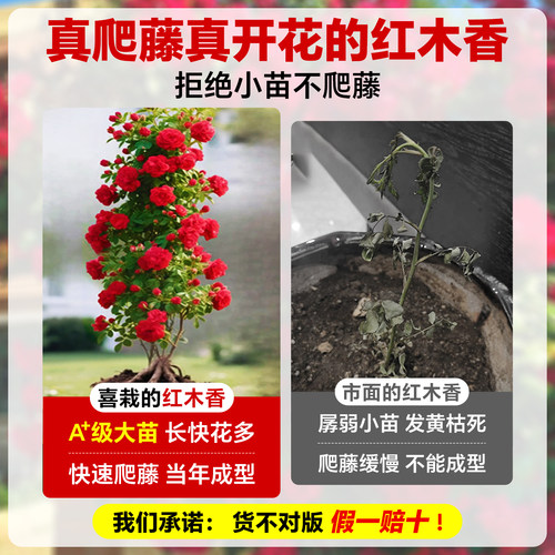 四季爬藤红木香花苗爬藤植物庭院花卉盆栽重瓣黄木香无刺蔷薇花苗 - 图2