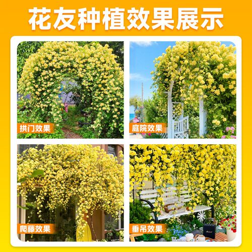 重瓣黄木香爬藤老桩特大苗爬墙花卉植物庭院阳台红白木香树苗盆栽 - 图3