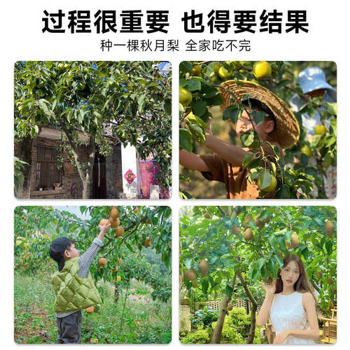 特大秋月梨树果苗果树大树砀山梨皇冠翠冠嫁接南北方四季种植庭院 - 图2