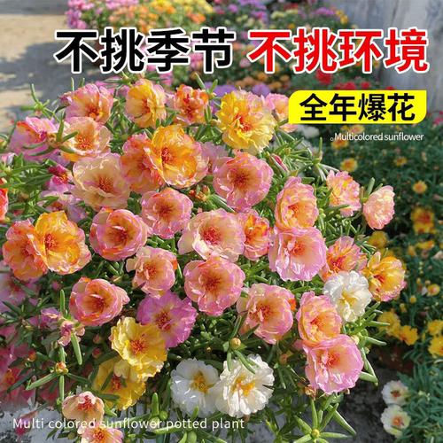 重瓣太阳花苗大花盆栽室内外庭院宿根混色植物绿植花卉多季开花 - 图0