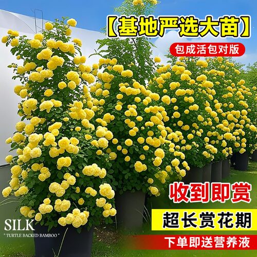 重瓣黄木香爬藤老桩特大苗爬墙花卉植物庭院阳台红白木香树苗盆栽 - 图2