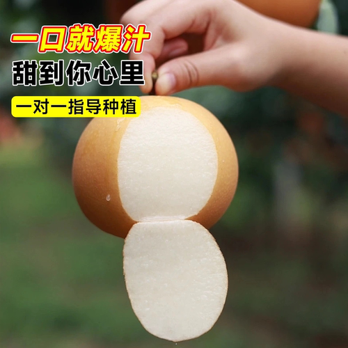 特大秋月梨树果苗果树大树砀山梨皇冠翠冠嫁接南北方四季种植庭院 - 图3