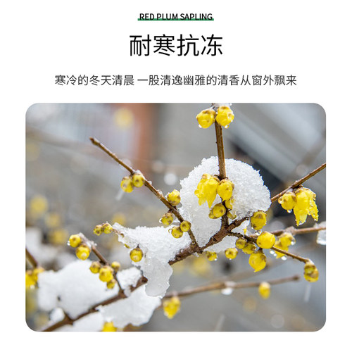 腊梅花树苗庭院地栽耐寒冬季开花卉植物阳台浓香原生高杆素心腊梅 - 图0