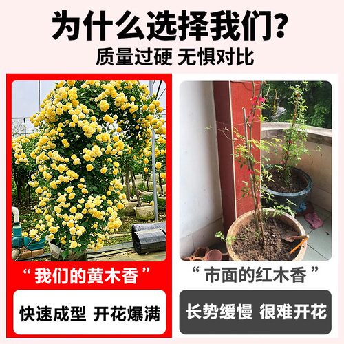 重瓣黄木香爬藤老桩特大苗爬墙花卉植物庭院阳台红白木香树苗盆栽 - 图0