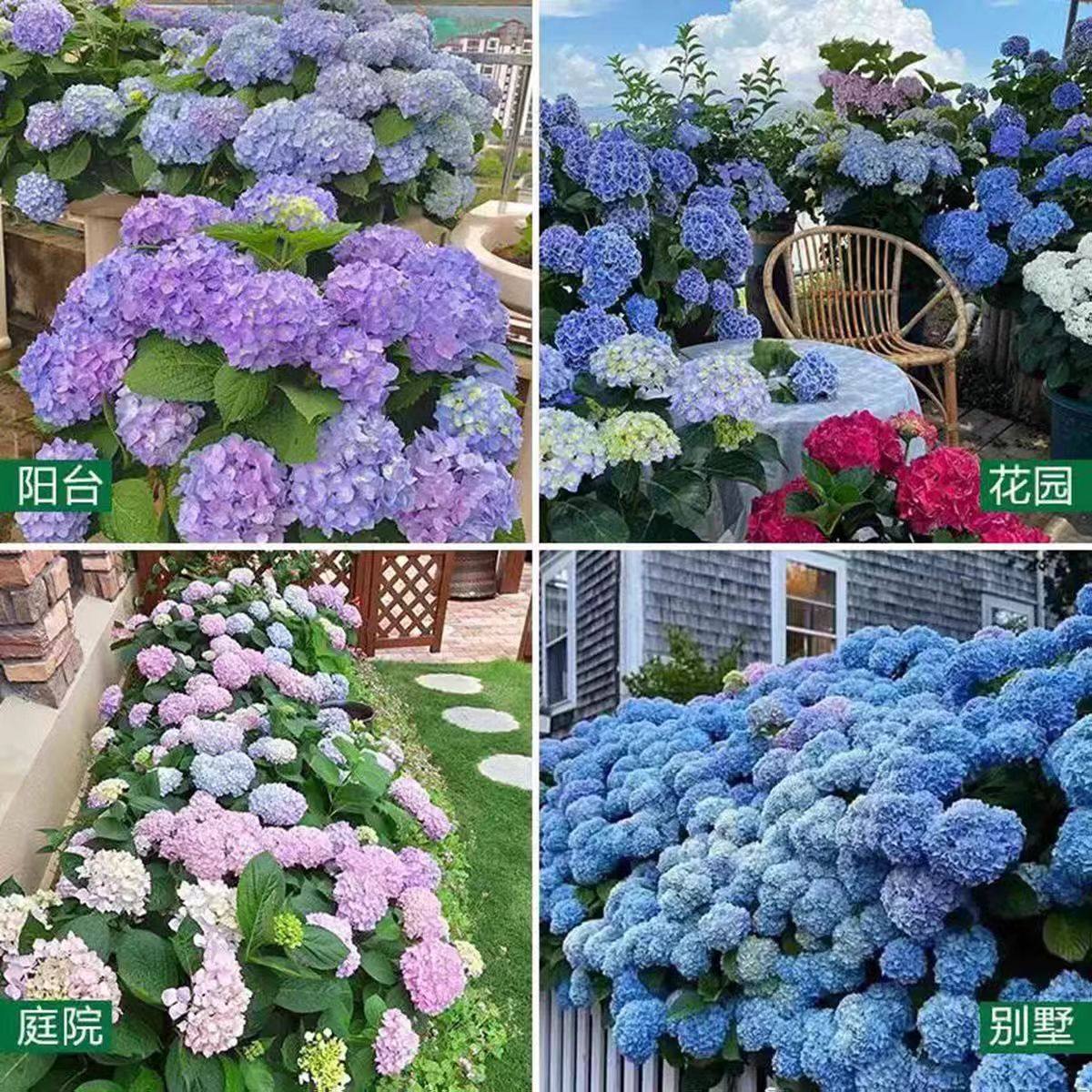 绣球花苗老桩无尽夏绣球花苗室内盆栽花卉植物室内阳台庭院易养活,淘宝优惠券,粉丝福利购,淘宝优惠卷
