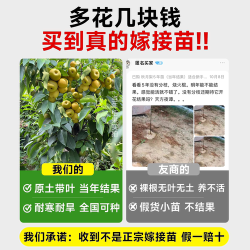 特大秋月梨树果苗果树大树砀山梨皇冠翠冠嫁接南北方四季种植庭院 - 图1