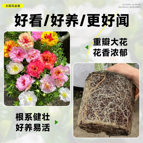 重瓣太阳花苗大花盆栽室内外庭院宿根混色植物绿植花卉多季开花 - 图2