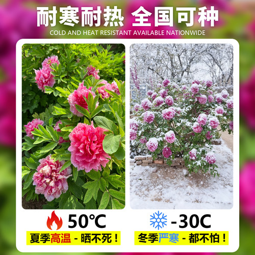 牡丹花树苗庭院地栽大苗缠枝花带芽苞观赏牡丹花重瓣大花树苗浓香 - 图0