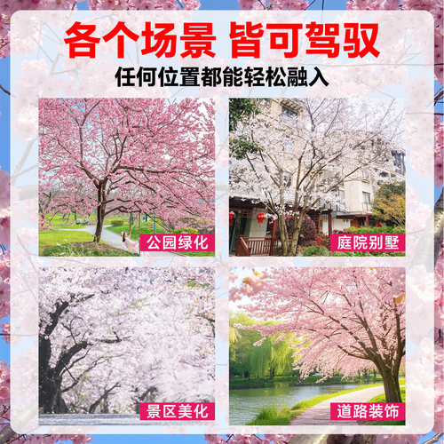 日本樱花树苗南北方室外庭院种植绿化工程苗大型高杆樱花苗风景树 - 图3