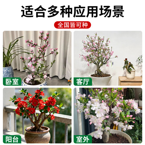西府海棠花盆栽室内阳台庭院花园垂丝海棠盆景长寿冠海棠花卉植物 - 图1