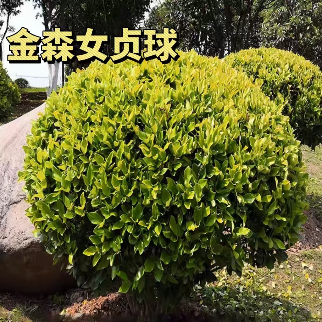 小叶黄杨球大叶冬青球石楠球茶梅球金森女贞球庭院户外球形绿化苗,淘宝优惠券,粉丝福利购,淘宝优惠卷