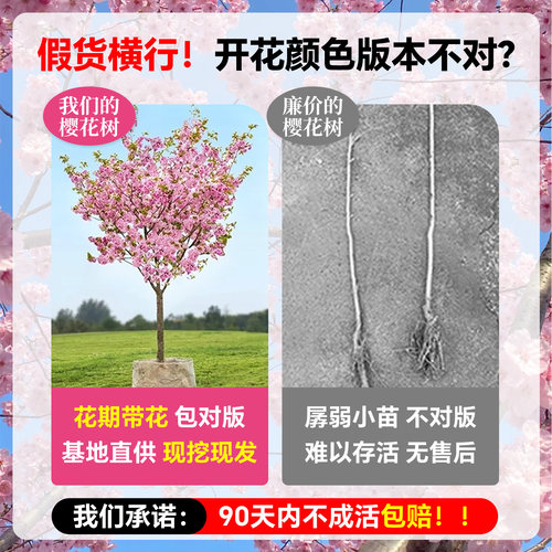 日本樱花树苗南北方室外庭院种植绿化工程苗大型高杆樱花苗风景树 - 图0