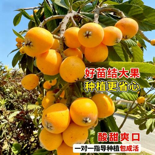 枇杷果苗无核砂糖枇杷苗无核枇杷树苗嫁接盆栽特大庭种植当年结果 - 图0