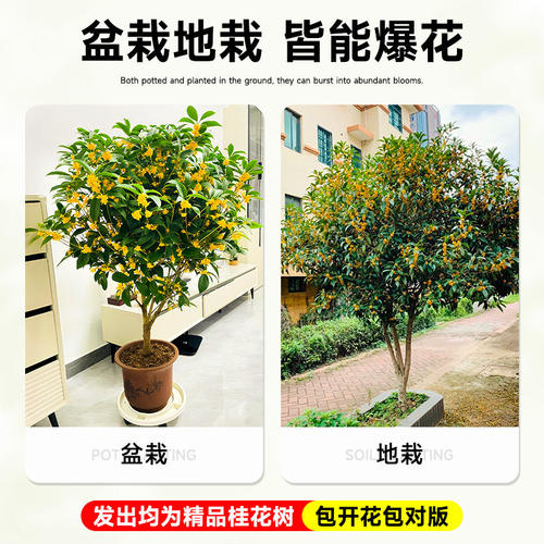 桂花树苗地栽四季常青桂花树金桂丹桂大树苗庭院植物阳台浓香花卉 - 图1
