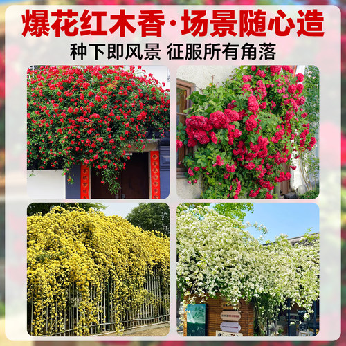 四季爬藤红木香花苗爬藤植物庭院花卉盆栽重瓣黄木香无刺蔷薇花苗 - 图1