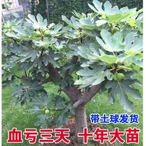 Extra-large fig sapling tree with earth of the year results Basin planting south northern courtyard to grow fig tree seedlings