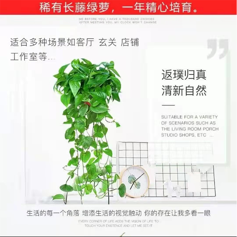 绿萝盆栽室内吸甲醛植物垂吊绿植净化空气花卉水培除甲醛长藤绿箩 - 图3