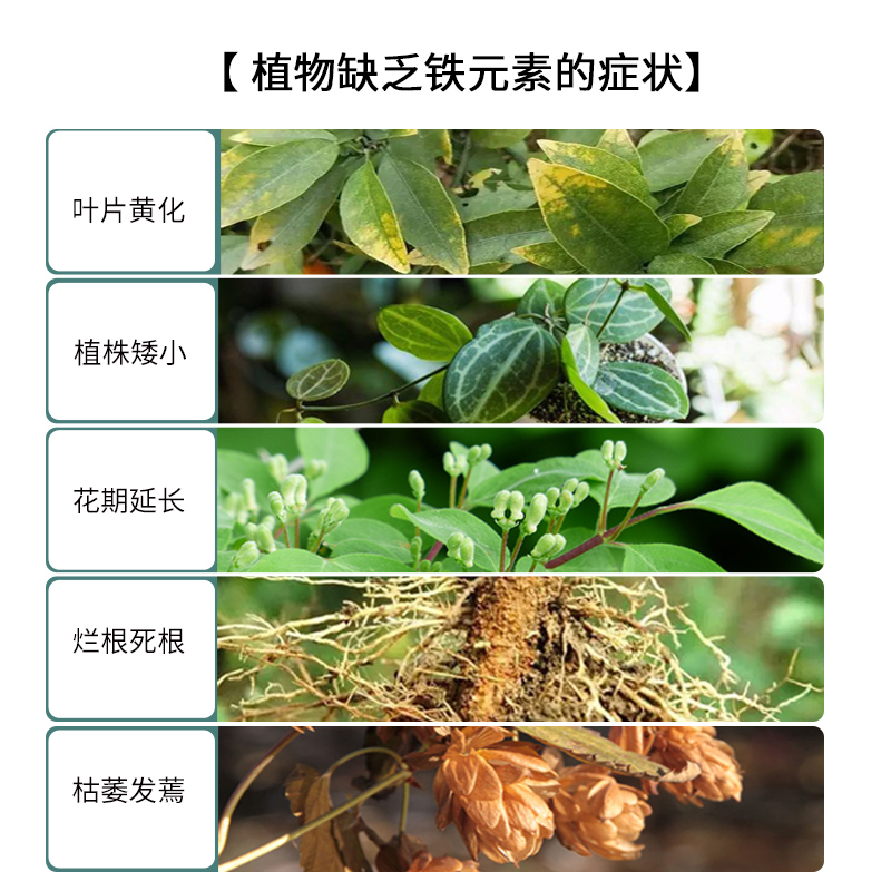 花柒 硫酸亚铁花肥料花用养花颗粒通用茉莉杜鹃栀子花专用肥铁肥