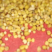 Superior Crushed Millet Vintage Special Crushed Yellow Rice Feeding Birds to Feed Chicken