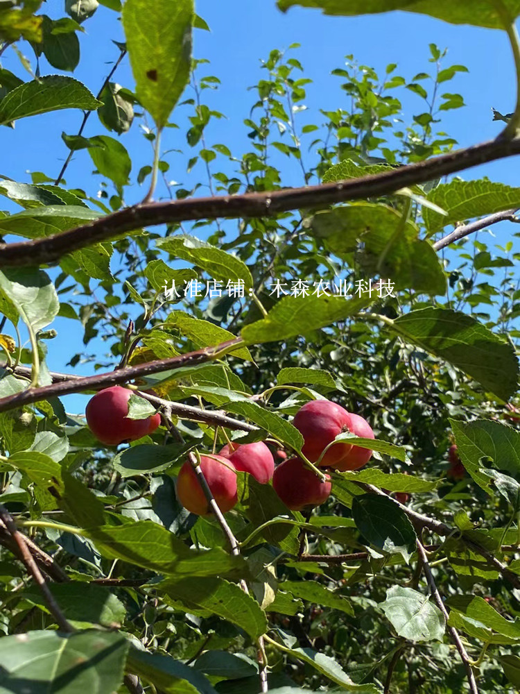 海棠果嫁接沙果花红小苹果树苗南方北方庭院种植果树果苗盆栽地栽 - 图2