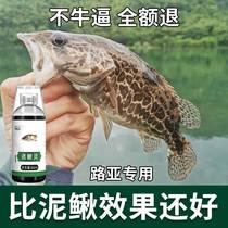 Mandarin Fish Small Medicine Bubble Road Subfalse Bait Special Wild Fishing Bait Puree Soft Bait Mud Loach Black Pit Tiger Fish Bait