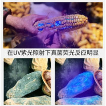 Magic Boy Yellow Trammold Detection Pen Lamp 365nm Charged Purple Light Woods lamp cutting board AFLATOXIN