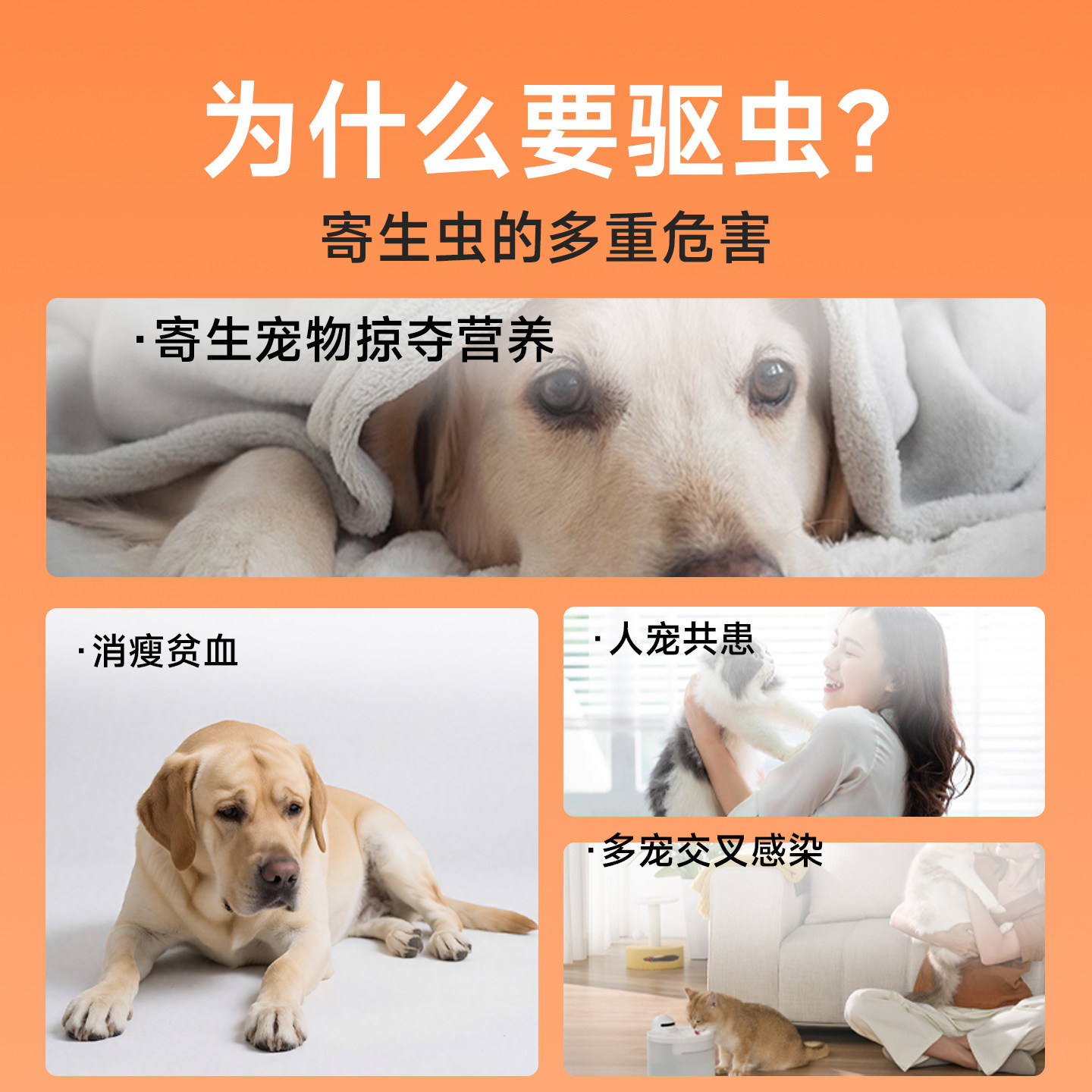 修正新关爱狗狗猫咪驱虫药体内外一体驱虫二合一幼猫小狗宠物专用,淘宝优惠券,粉丝福利购,淘宝优惠卷