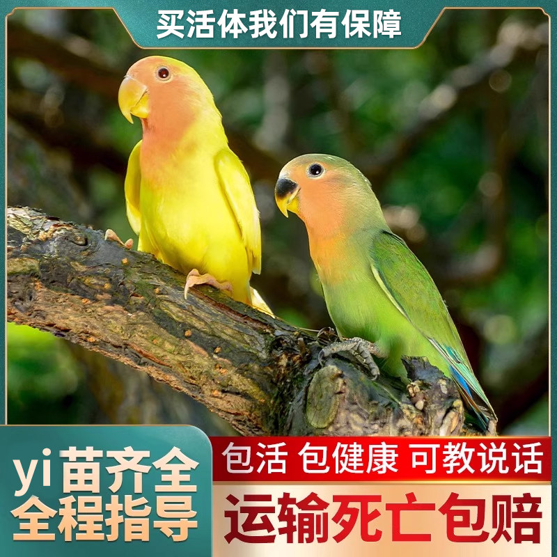 费氏牡丹鹦鹉活鸟活物手养黄桃绿桃小鸟会学说话宠物家养成年繁殖,淘宝优惠券,粉丝福利购,淘宝优惠卷